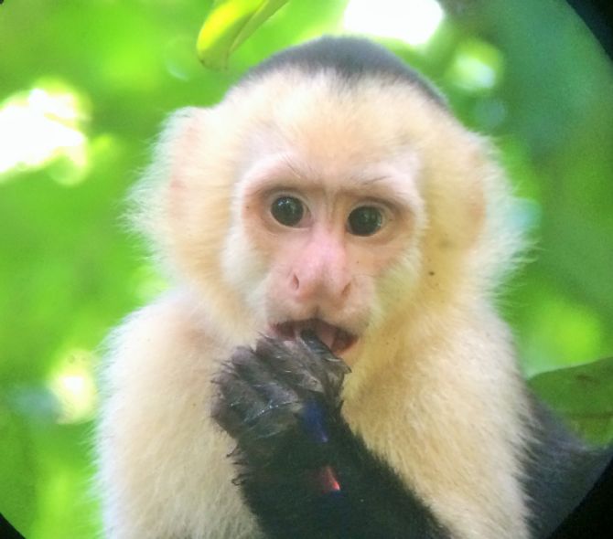 WHITE FACED CAPUCHINE MONKEY